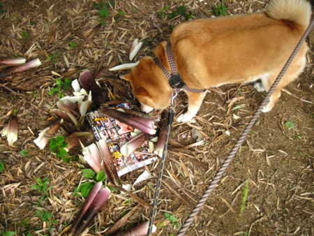 f:id:Arufa:20100514235025j:image