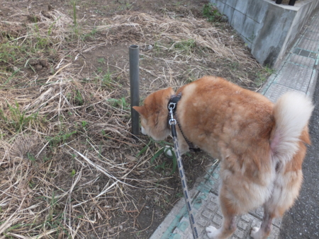 f:id:Arufa:20120818002118j:image