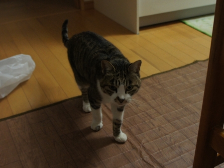 f:id:Arufa:20131017011145j:image