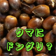 「クマがかわいそうだから殺さないで」と感じる皆さんへ