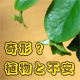 椿の奇形と不安の種と