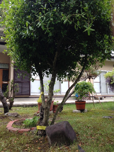 f:id:Ask518:20150516184204j:image f:id:Ask518:20150516184204j:image