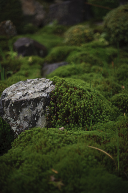 f:id:Aya_mikan:20121123135116j:image,w240