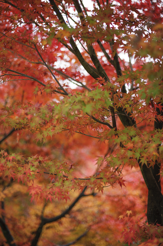 f:id:Aya_mikan:20121123140926j:image,w240