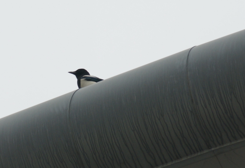 f:id:AyumiKSHFMapJP:20150323234600j:plain