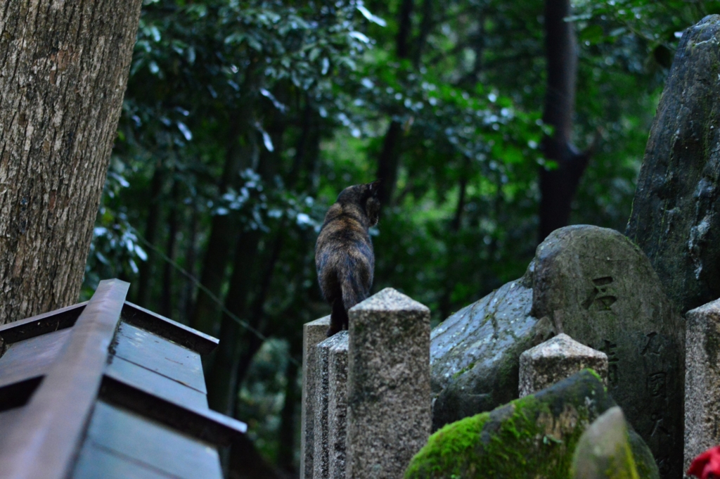 f:id:Az_shijimi:20151228214439j:plain f:id:Az_shijimi:20151228214439j:plain