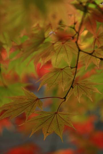 f:id:B-NAG2010:20121104165243j:image f:id:B-NAG2010:20121104165243j:image