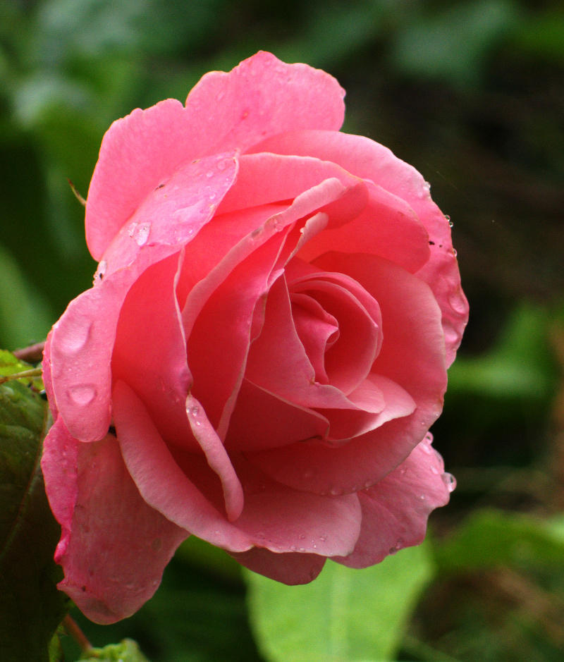 f:id:BNorider:20130616090010j:plain f:id:BNorider:20130616090010j:plain