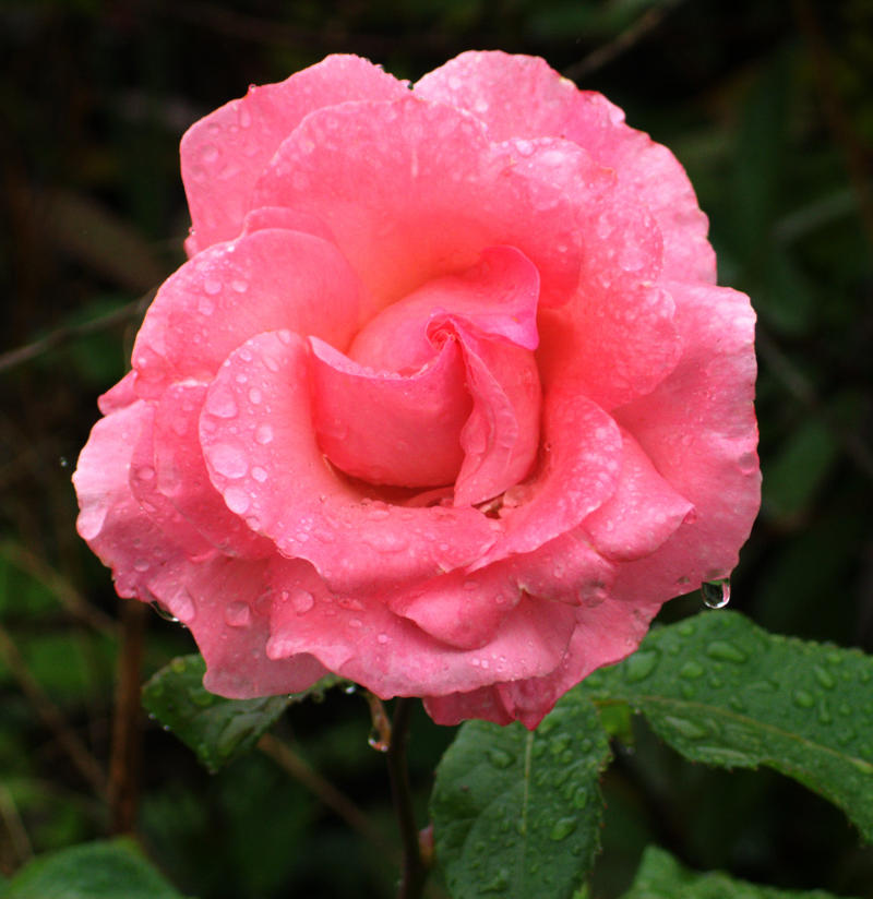 f:id:BNorider:20130616090206j:plain f:id:BNorider:20130616090206j:plain