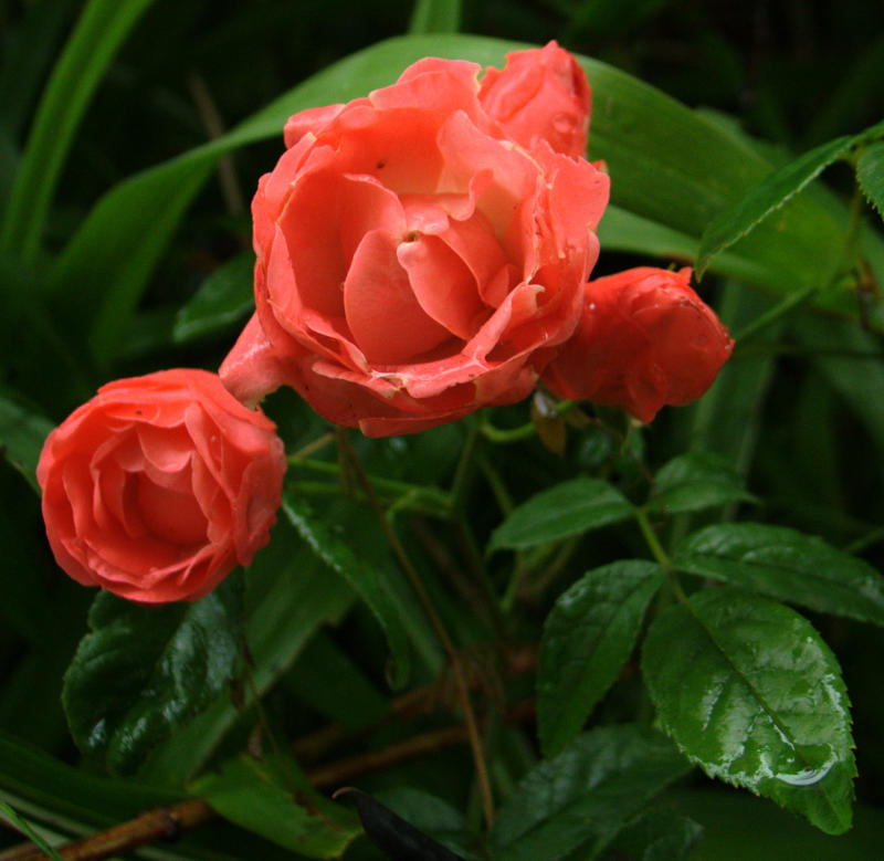 f:id:BNorider:20130616090430j:plain f:id:BNorider:20130616090430j:plain