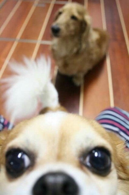 f:id:BabyFutoshi:20160223172412j:image f:id:BabyFutoshi:20160223172412j:image