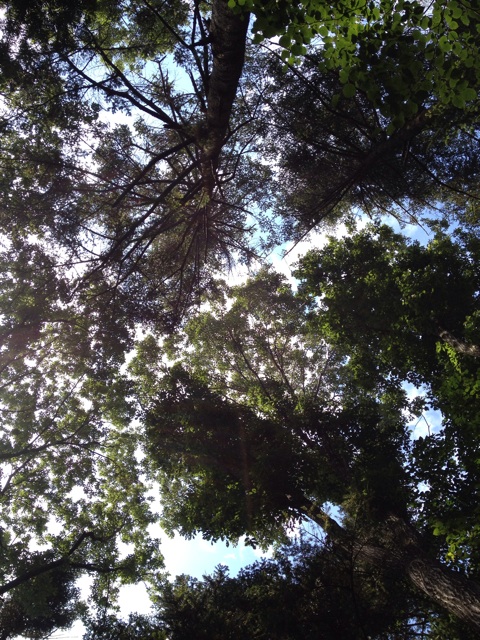 f:id:Beand:20140802224335j:plain f:id:Beand:20140802224335j:plain
