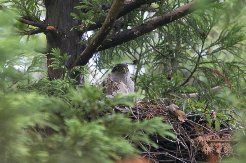 f:id:Birdyards:20140613230552j:plain f:id:Birdyards:20140613230552j:plain