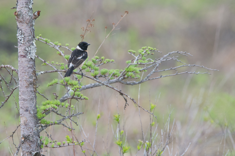 f:id:Birdyards:20140616235225j:plain f:id:Birdyards:20140616235225j:plain