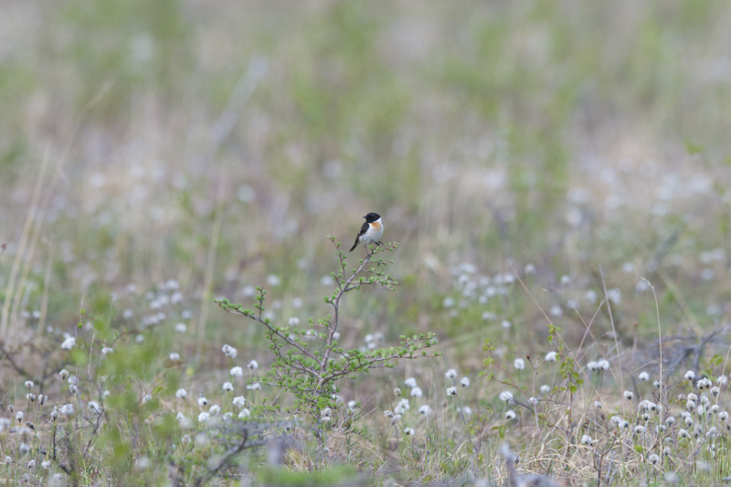 f:id:Birdyards:20140616235237j:plain f:id:Birdyards:20140616235237j:plain
