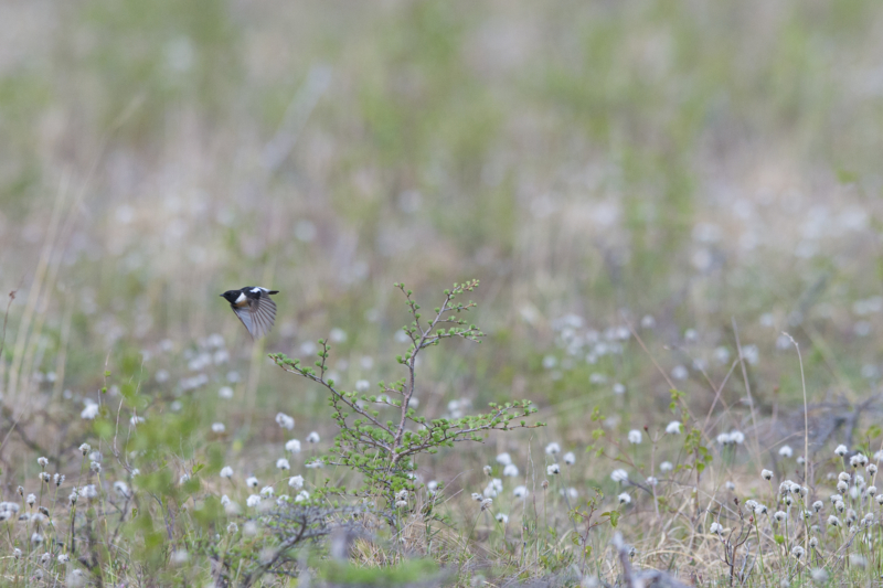 f:id:Birdyards:20140616235252j:plain f:id:Birdyards:20140616235252j:plain