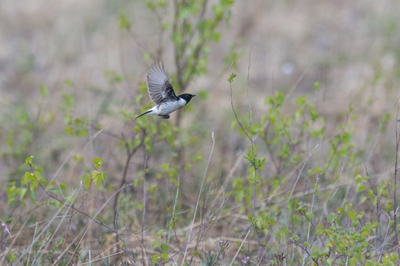 f:id:Birdyards:20140616235654j:plain f:id:Birdyards:20140616235654j:plain