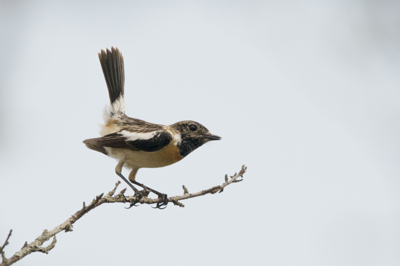 f:id:Birdyards:20140616235705j:plain f:id:Birdyards:20140616235705j:plain