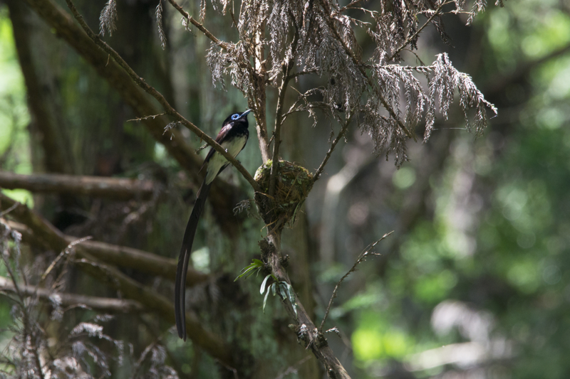 f:id:Birdyards:20140623214112j:plain f:id:Birdyards:20140623214112j:plain