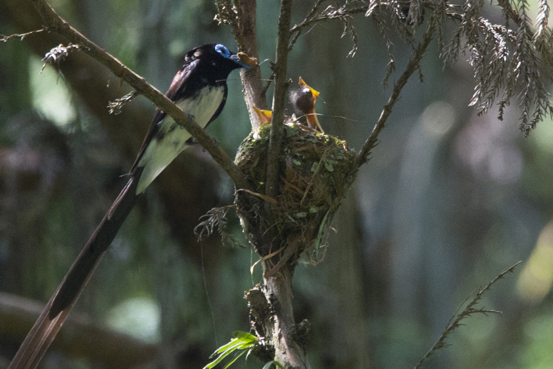 f:id:Birdyards:20140623222052j:plain f:id:Birdyards:20140623222052j:plain