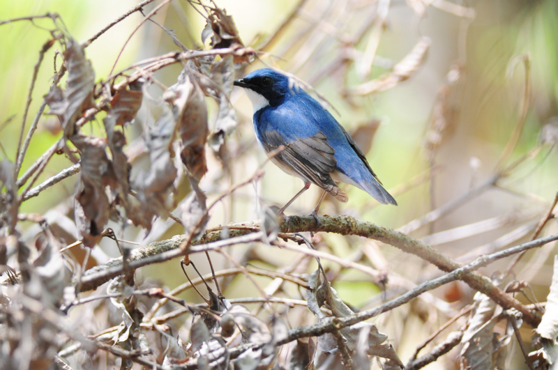 f:id:Birdyards:20140702210947j:plain f:id:Birdyards:20140702210947j:plain
