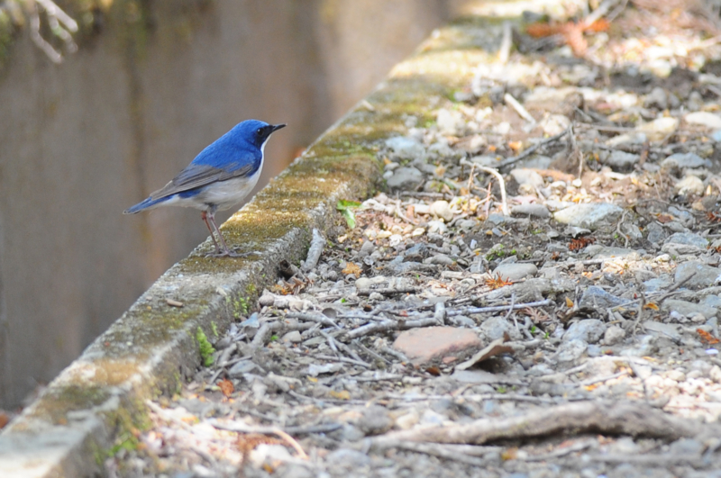 f:id:Birdyards:20140702211253j:plain f:id:Birdyards:20140702211253j:plain