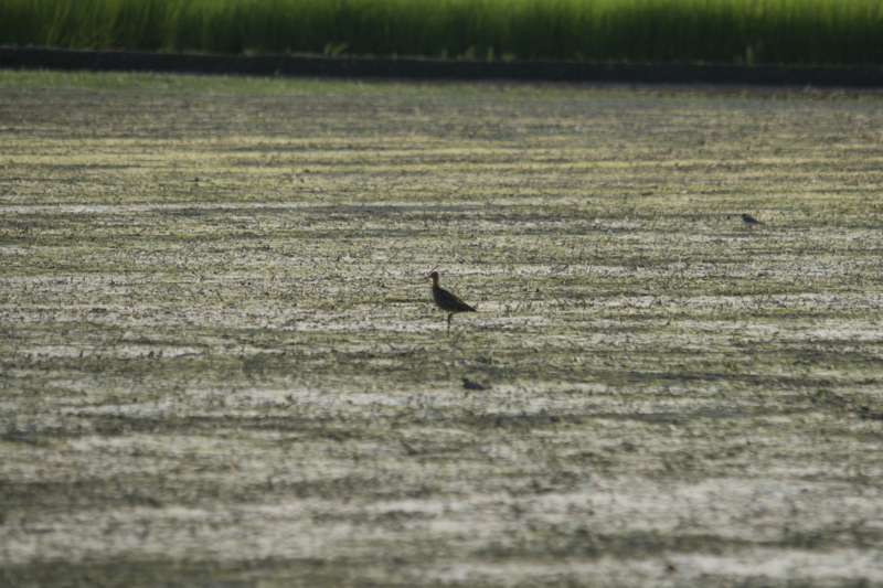 f:id:Birdyards:20140813204751j:plain f:id:Birdyards:20140813204751j:plain