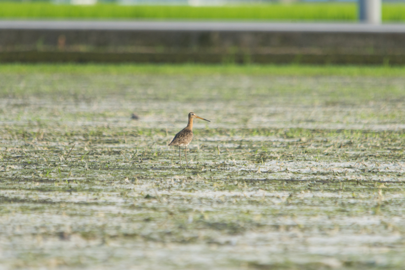 f:id:Birdyards:20140813205012j:plain f:id:Birdyards:20140813205012j:plain