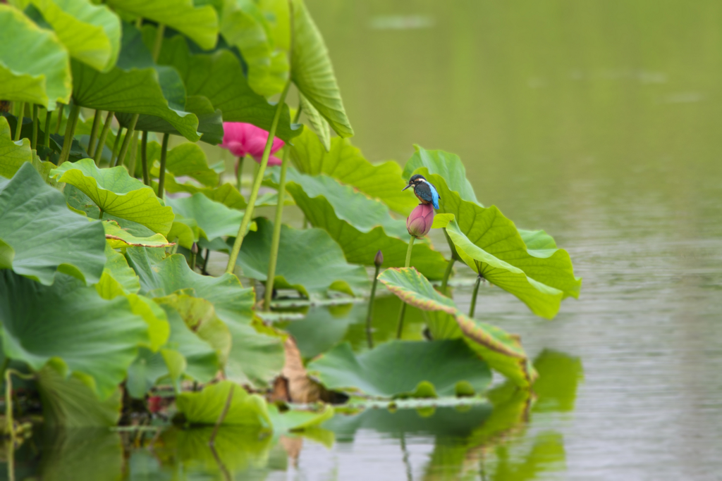 f:id:Birdyards:20150716203830j:plain f:id:Birdyards:20150716203830j:plain
