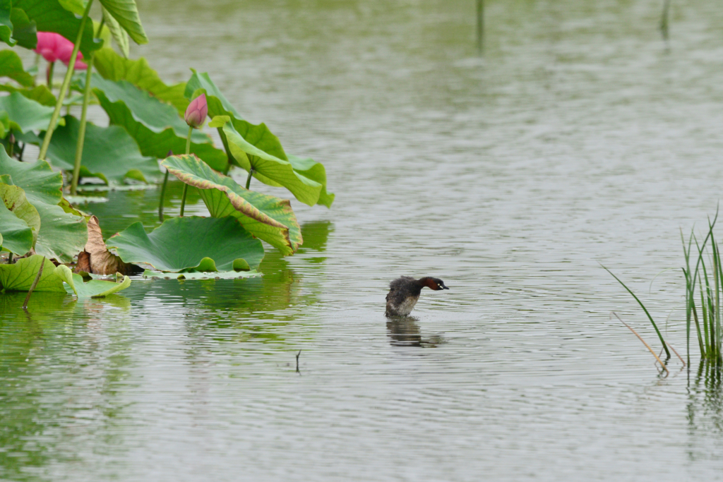 f:id:Birdyards:20150716204000j:plain f:id:Birdyards:20150716204000j:plain
