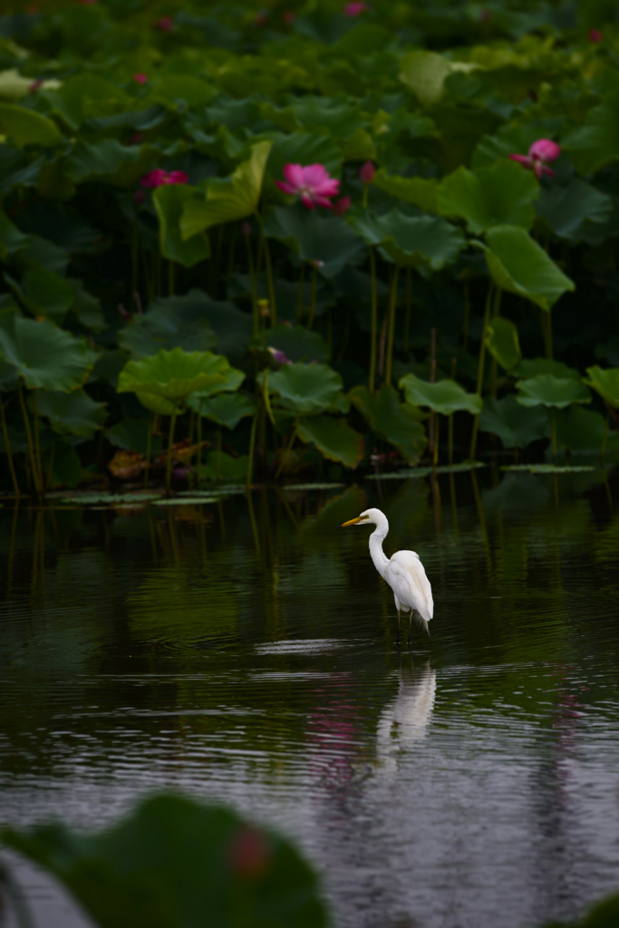 f:id:Birdyards:20150716204222j:plain f:id:Birdyards:20150716204222j:plain
