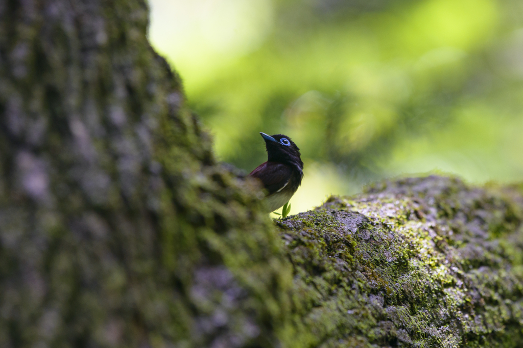 f:id:Birdyards:20150721204502j:plain f:id:Birdyards:20150721204502j:plain