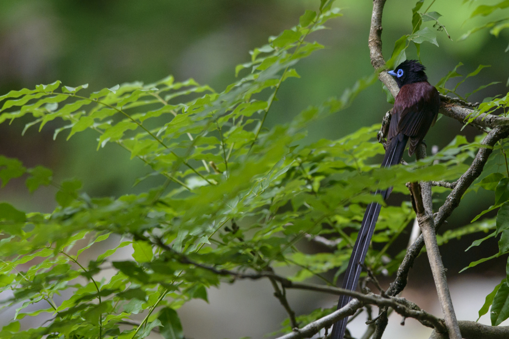 f:id:Birdyards:20150721205025j:plain f:id:Birdyards:20150721205025j:plain