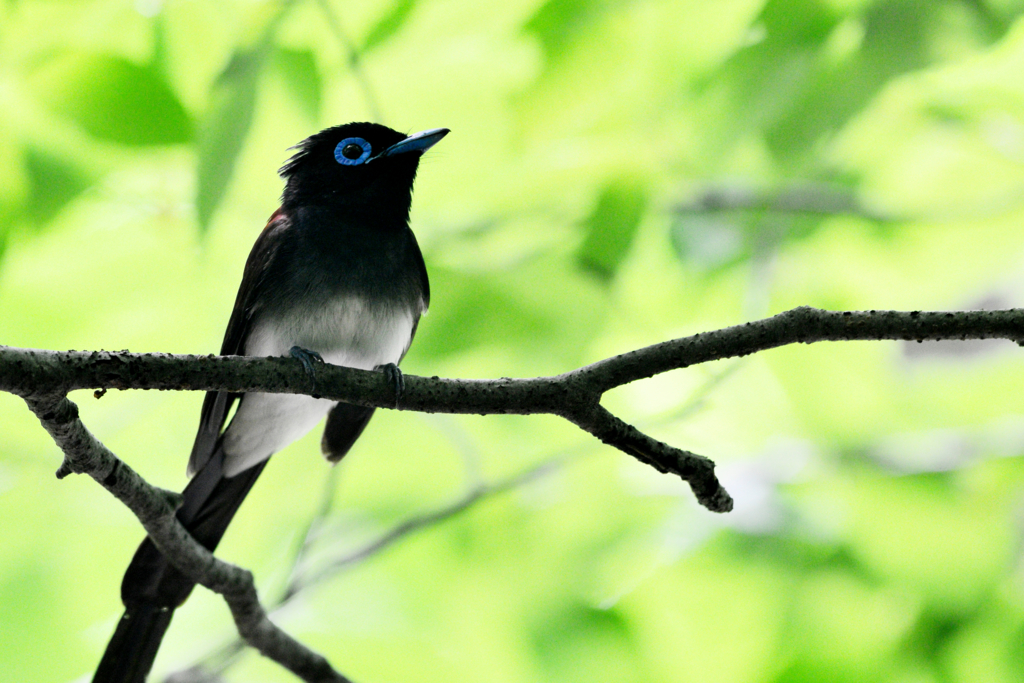 f:id:Birdyards:20150721205133j:plain f:id:Birdyards:20150721205133j:plain