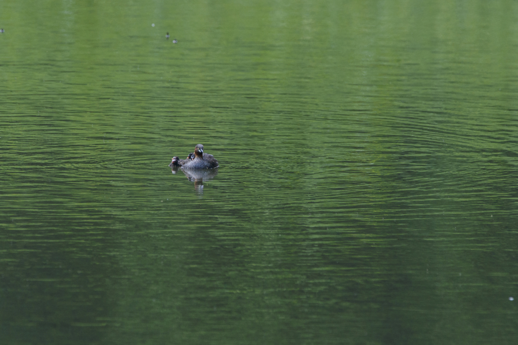 f:id:Birdyards:20151109210315j:plain f:id:Birdyards:20151109210315j:plain