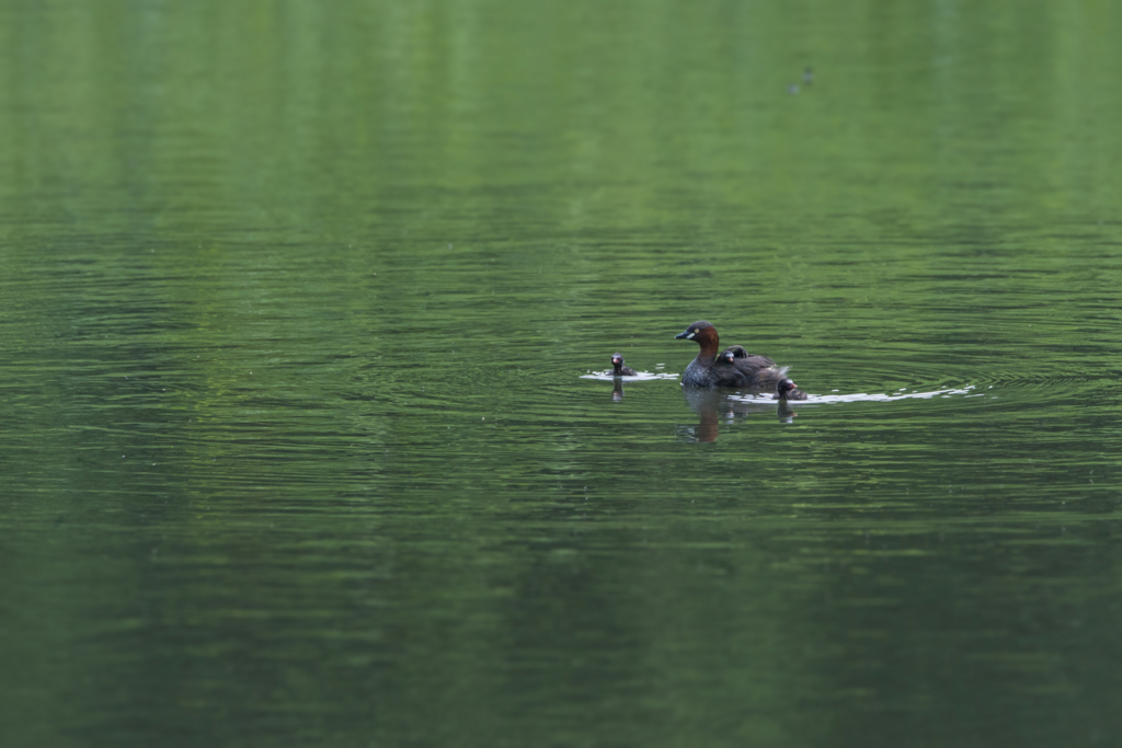 f:id:Birdyards:20151109210341j:plain f:id:Birdyards:20151109210341j:plain
