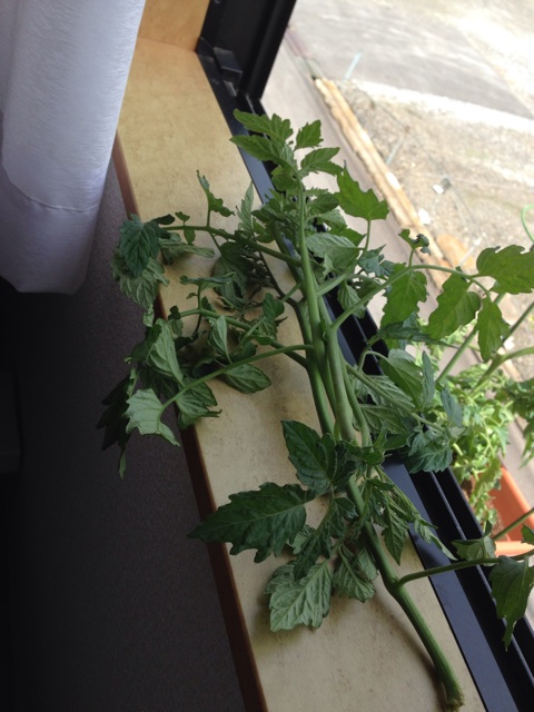 f:id:Brunnenstein:20140514141505j:plain f:id:Brunnenstein:20140514141505j:plain
