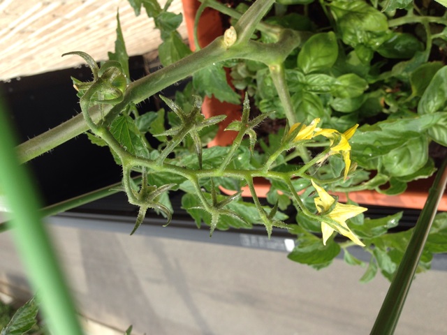 f:id:Brunnenstein:20140520153533j:plain f:id:Brunnenstein:20140520153533j:plain