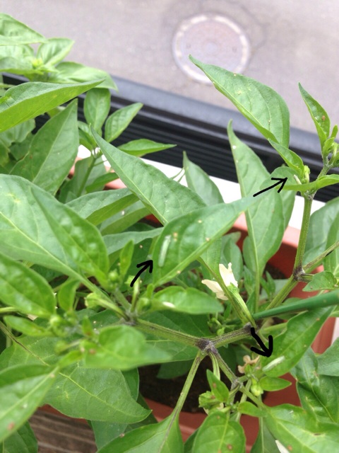 f:id:Brunnenstein:20140603113657j:plain f:id:Brunnenstein:20140603113657j:plain