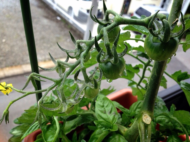 f:id:Brunnenstein:20140619114241j:plain f:id:Brunnenstein:20140619114241j:plain