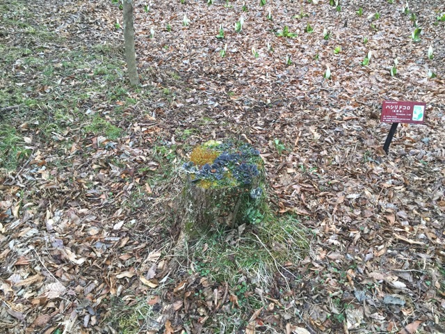 f:id:Brunnenstein:20150412003416j:plain f:id:Brunnenstein:20150412003416j:plain