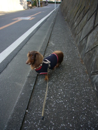 f:id:CLALIS:20100109053819j:image f:id:CLALIS:20100109053819j:image