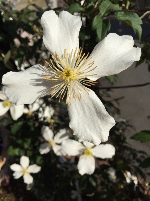 f:id:CLALIS:20150505152854j:image