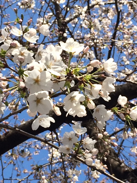 f:id:ChainBlog:20150327230152j:plain f:id:ChainBlog:20150327230152j:plain