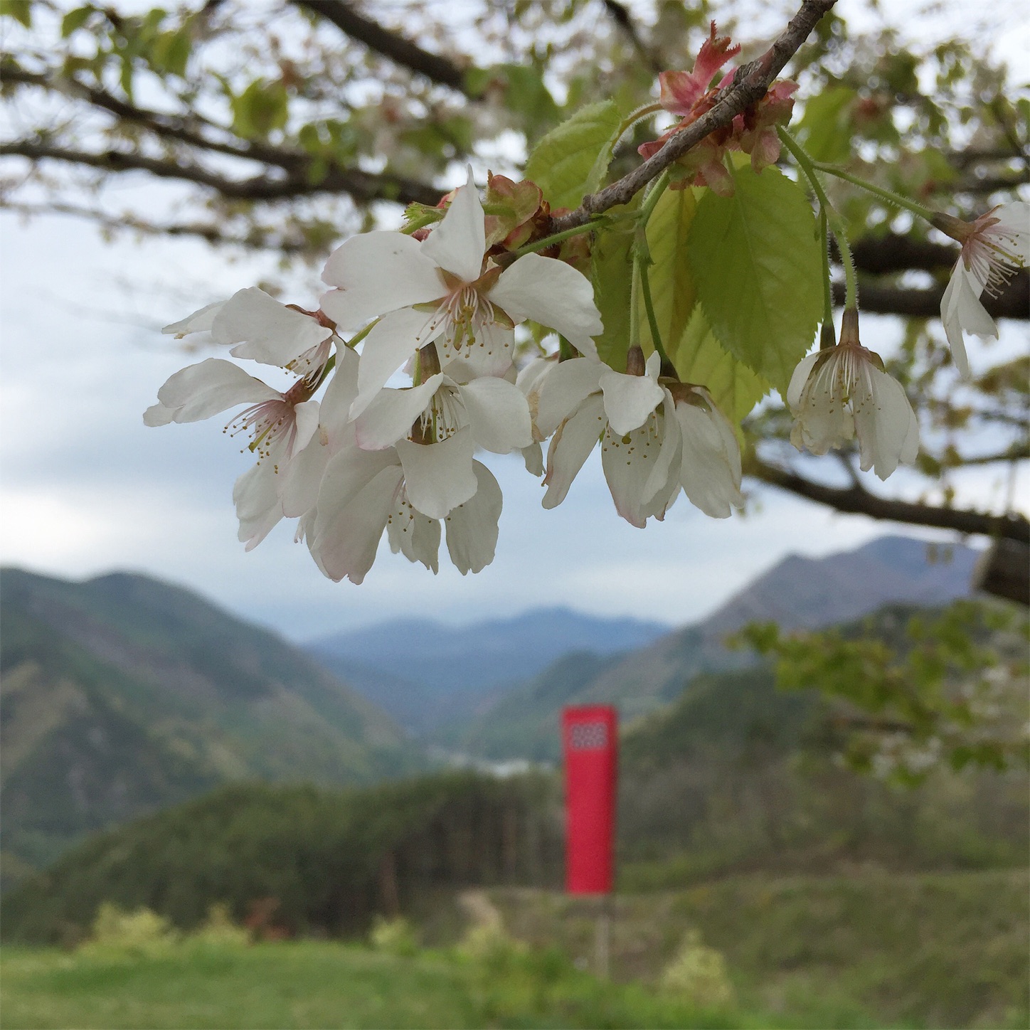 f:id:Chajirushi:20160504004512j:image f:id:Chajirushi:20160504004512j:image