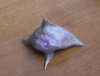 f:id:China21:20090111013752j:image:right f:id:China21:20090111013752j:image:right
