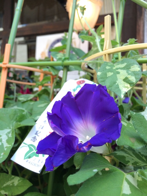 f:id:DIG11:20140712173255j:plain f:id:DIG11:20140712173255j:plain