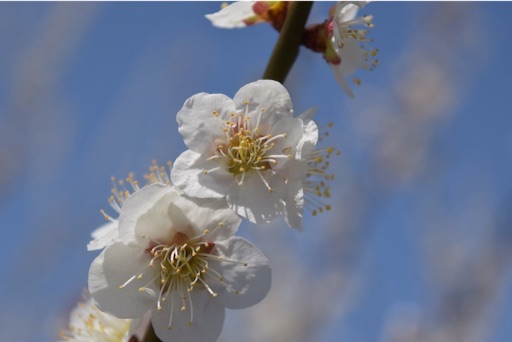 f:id:DONKIHOTE:20160321143432j:image f:id:DONKIHOTE:20160321143432j:image