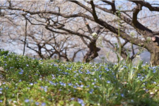 f:id:DONKIHOTE:20160321143914j:image f:id:DONKIHOTE:20160321143914j:image
