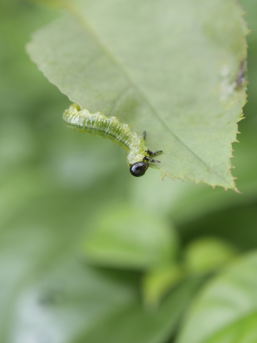 f:id:DocSeri:20140701161412j:plain